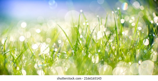 Close-up of morning dew or raindrops on green grass, background with bokeh and blur. High quality photo - Powered by Shutterstock