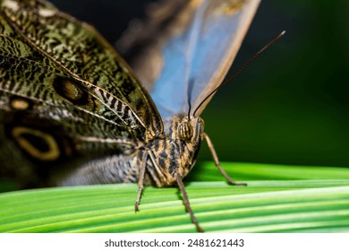 Close-up of a Morpho Butterfly Resting on a Green Leaf - Powered by Shutterstock