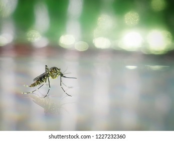 Close-up Mosquito On Water After The Mosquito Larva. It Is A Disease-causing Animal Dengue And