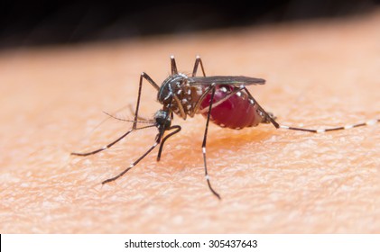 Närbild av en mygga sugande blod
