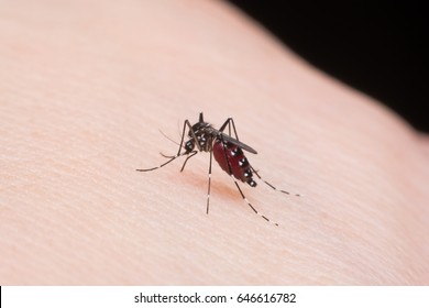 Close-up mosquito sucking blood