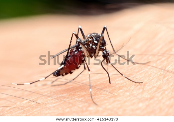 Close-up a mosquito\
sucking blood,\
anopheles