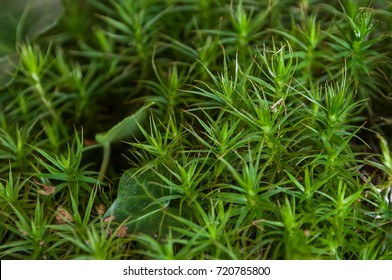 closeup of moss in the forest - Shutterstock ID 720785800