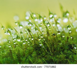 Closeup Moss In Forest After Rain