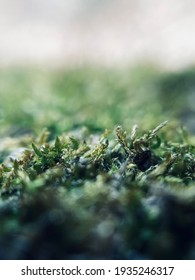 Closeup of Moss with Multiple Colors of Green (Macro)