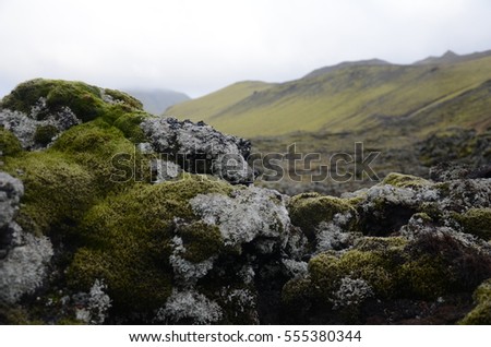 Close-up moss on rocks in Iceland. Shallow depth of field. Concept of wilderness and remoteness.