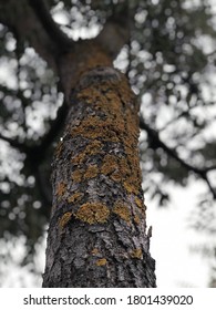 Close-up of moss on tree stem