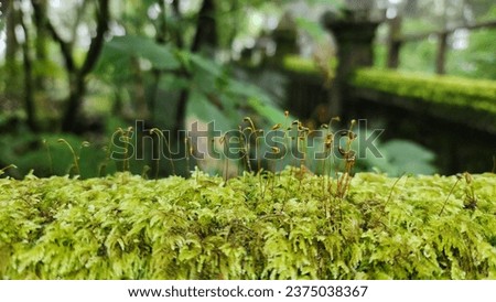 Closeup moss spores stock photo