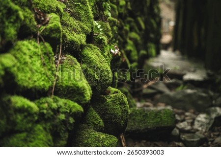 A close-up of a moss-covered stone wall in a forest, showcasing vibrant green textures and a blurred background.