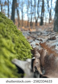 A close-up of a moss-covered tree trunk surrounded by dry leaves in a serene forest setting.