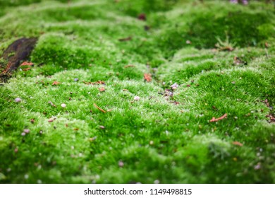 22,927 Mossy ground Images, Stock Photos & Vectors | Shutterstock