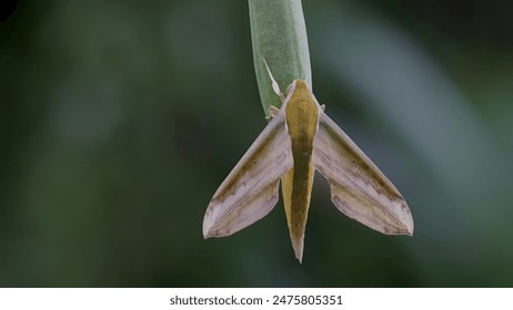 Close-up of a moth resting on a green stem, showcasing intricate wing patterns and natural camouflage. This macro shot captures the delicate beauty of the insect world, ideal for nature photography. - Powered by Shutterstock