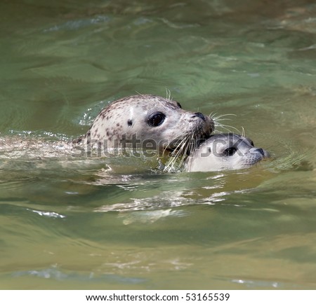 Closeup of a mother and baby seal swimming