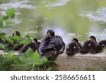 close-up mother duck and ducklings resting in shade atop concrete wall of a manmade pond