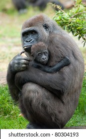 Gorilla Baby Images Stock Photos Vectors Shutterstock