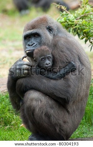 close-up of a mother gorilla and her cute baby