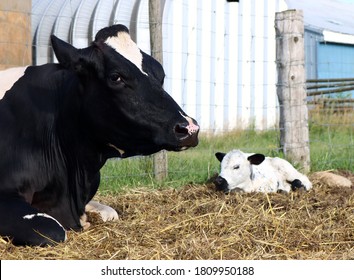 Close-up Of Mother Holstein Cow Face Watching Over Her Tiny Newborn Calf Laying Behind