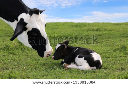 Close-up of mother Holstein cow's face watching over her tiny newborn calf laying in the meadow on a beautiful summer day