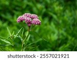 Closeup of mounded pink and white flowers of a Joe Pye Weed plant blooming in a summer garden with green foliage background, as a nature background
