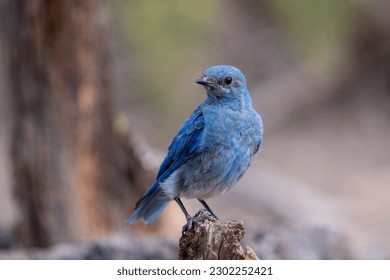 Closeup of a mountain bluebird
