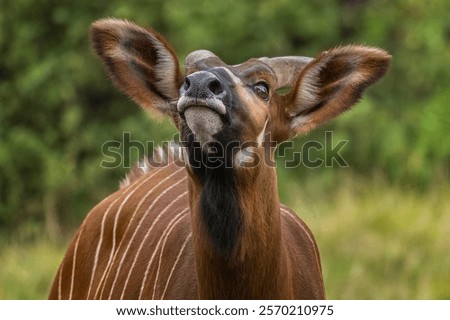 Close-up of a mountain bongo (Tragelaphus eurycerus isaaci) with its head raised, showcasing its distinctive white facial markings, striped coat, and alert expression against a lush green background.