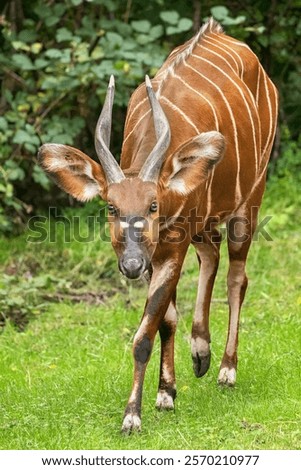 Close-up of a mountain bongo (Tragelaphus eurycerus isaaci) walking through a lush green forest. This critically endangered antelope is recognized for its striking reddish-brown coat and white stripes