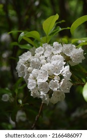 Closeup Of Mountain Laurel Flower