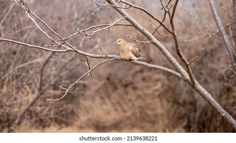 Close-up of a mourning dove perched on a tree branch on a warm spring day in March with blurred bare trees and dried grass in the background.