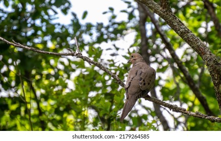 Close-up of a mourning dove perched on a tree branch that is growing in the forest on a bright summer day in july with blurred trees in the background.