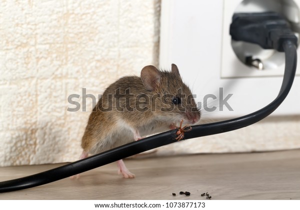 壁とコンセントの背景にアパートの家にマウスの接写がワイヤーをかじる アパートでネズミと戦う 駆除 小さい自由度フォーカスはワイヤにのみ置かれます の写真素材 今すぐ編集