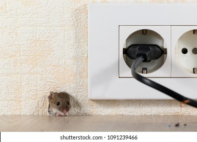 closeup mouse (Mus musculus)  peeps out of a hole in the wall with electric outlet. Mice control concept. Extermination.