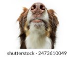 Close-up mouth and nose australian shepherd dog. Isolated on white background