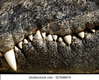 closeup of the mouth and teeth of a crocodile