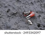 Close-up of the movements of small crabs on the Gaomei Wetland