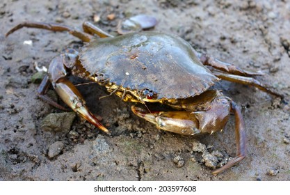 Closeup Of A Mud Crab