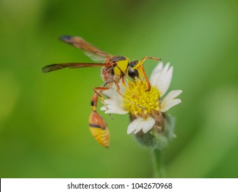 241 Mud Hornet Images, Stock Photos & Vectors | Shutterstock