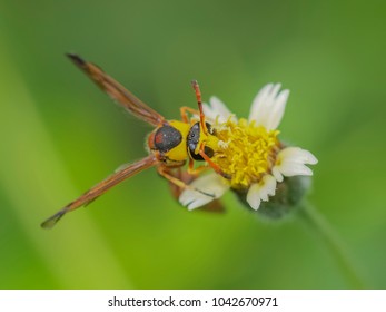 241 Mud Hornet Images, Stock Photos & Vectors | Shutterstock