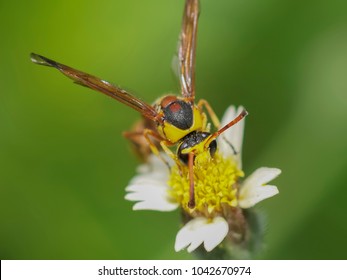 241 Mud Hornet Images, Stock Photos & Vectors | Shutterstock