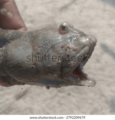 Close-up of mudskipper fish on sandy ground showing amphibious fish behavior