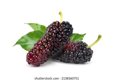 Close-up Mulberries fruit with leaves isolated on white background.