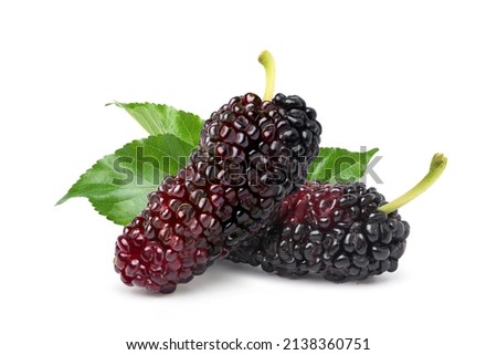 Close-up Mulberries fruit with leaves isolated on white background.