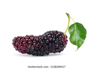 Close-up Mulberry fruit with leaf isolated on white background.Clipping path.