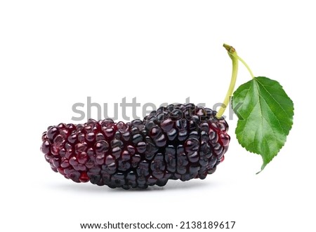 Close-up Mulberry fruit with leaf isolated on white background.Clipping path.