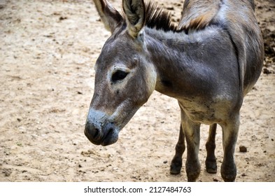 Closeup Of A Mule Or Donkey Is The Offspring Of A Male Donkey And A Female Horse. A Mule Animal Walking On The Ground And Looking At The Camera.