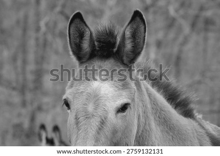 Closeup of a mule with ears at attention