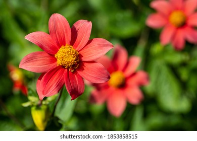 Close-up of mulitcolor delicate aster flower in the summer time garden. Photography of lively nature.