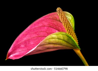 Close-up Of Multicolor Anthurium Flower. Macro Photography Of Nature.