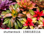 Close-up of multicolored bromeliad, colorful bromeliad leaves, green and red of tropical plants in a green house for garden decoration.