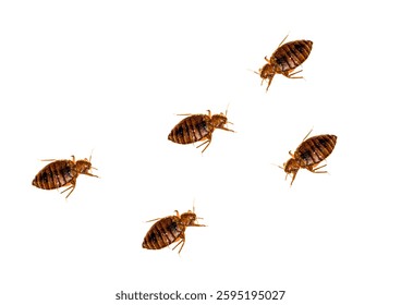 Close-up of multiple bed bugs crawling on a white background, showing common household pests and insect infestation.