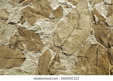Close-up of multiple leaf fossils, capturing the essence of ancient plant life with detailed textures